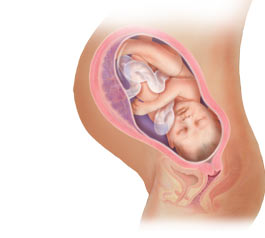 Picture of fetus at 39 weeks